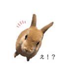 うさぎnoきなこ。（個別スタンプ：15）
