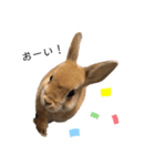 うさぎnoきなこ。（個別スタンプ：16）