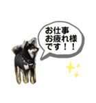 黒柴くん4（個別スタンプ：11）