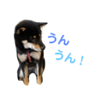 黒柴くん4（個別スタンプ：16）