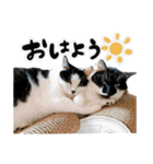 保護猫Familyスタンプ おっさんずVer（個別スタンプ：1）