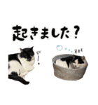 保護猫Familyスタンプ おっさんずVer（個別スタンプ：2）