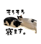 保護猫Familyスタンプ おっさんずVer（個別スタンプ：3）