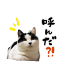 保護猫Familyスタンプ おっさんずVer（個別スタンプ：5）