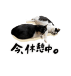 保護猫Familyスタンプ おっさんずVer（個別スタンプ：8）