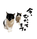 保護猫Familyスタンプ おっさんずVer（個別スタンプ：10）