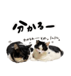 保護猫Familyスタンプ おっさんずVer（個別スタンプ：12）