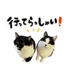 保護猫Familyスタンプ おっさんずVer（個別スタンプ：13）