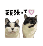 保護猫Familyスタンプ おっさんずVer（個別スタンプ：14）