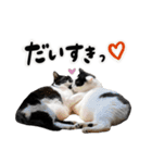 保護猫Familyスタンプ おっさんずVer（個別スタンプ：16）