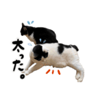 保護猫Familyスタンプ おっさんずVer（個別スタンプ：18）