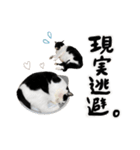保護猫Familyスタンプ おっさんずVer（個別スタンプ：20）