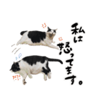 保護猫Familyスタンプ おっさんずVer（個別スタンプ：21）