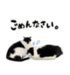 保護猫Familyスタンプ おっさんずVer（個別スタンプ：22）