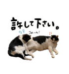 保護猫Familyスタンプ おっさんずVer（個別スタンプ：23）