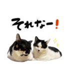 保護猫Familyスタンプ おっさんずVer（個別スタンプ：24）