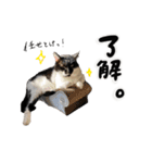 保護猫Familyスタンプ おっさんずVer（個別スタンプ：25）