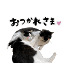 保護猫Familyスタンプ おっさんずVer（個別スタンプ：28）