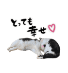 保護猫Familyスタンプ おっさんずVer（個別スタンプ：29）