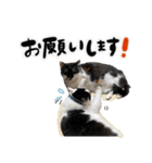 保護猫Familyスタンプ おっさんずVer（個別スタンプ：30）