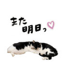 保護猫Familyスタンプ おっさんずVer（個別スタンプ：32）