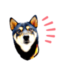ライト動物病院ver.5（個別スタンプ：1）