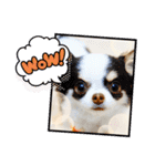 ライト動物病院ver.5（個別スタンプ：4）