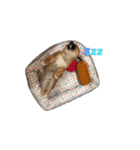 まめしばはなちやん（個別スタンプ：2）