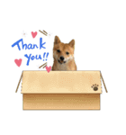 まめしばはなちやん（個別スタンプ：15）