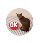 灰色のねこりつこ（個別スタンプ：1）