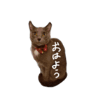 灰色のねこりつこ（個別スタンプ：2）