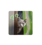 灰色のねこりつこ（個別スタンプ：3）
