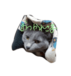 灰色のねこりつこ（個別スタンプ：8）