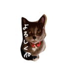 灰色のねこりつこ（個別スタンプ：10）