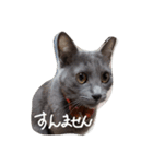 灰色のねこりつこ（個別スタンプ：13）