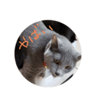 灰色のねこりつこ（個別スタンプ：14）