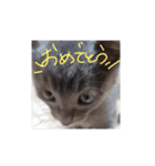 灰色のねこりつこ（個別スタンプ：18）