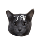 灰色のねこりつこ（個別スタンプ：19）