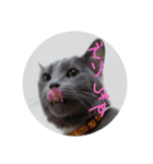灰色のねこりつこ（個別スタンプ：21）