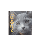 灰色のねこりつこ（個別スタンプ：23）