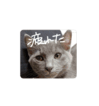 灰色のねこりつこ（個別スタンプ：24）