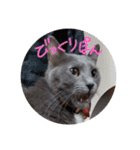 灰色のねこりつこ（個別スタンプ：26）