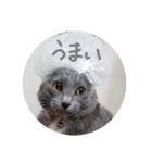 灰色のねこりつこ（個別スタンプ：27）