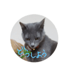 灰色のねこりつこ（個別スタンプ：29）