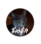 灰色のねこりつこ（個別スタンプ：31）