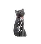 灰色のねこりつこ（個別スタンプ：34）