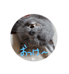 灰色のねこりつこ（個別スタンプ：39）
