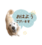 チームココ（個別スタンプ：1）