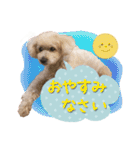 チームココ（個別スタンプ：3）