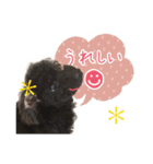 チームココ（個別スタンプ：6）